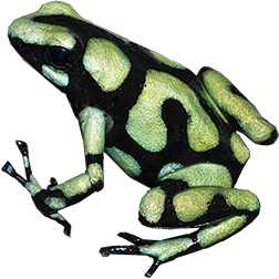 Capurgana Auratus